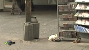 Među šetačima u centru Beograda, u Knez Mihajlovoj ulici našao se i jedan beli zec